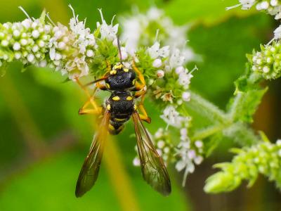  Cerceris flavilabris (Fabricius, 1793)