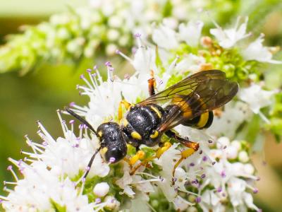  Cerceris rybyensis (Linnaeus, 1771)