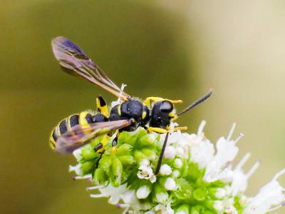  Cerceris quadricincta (Panzer, 1799)