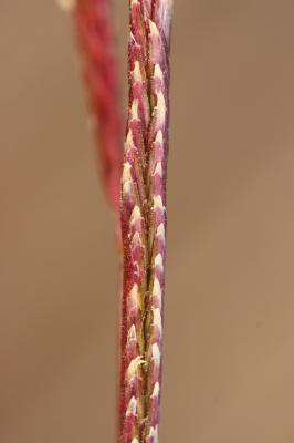 Spartine bigarrée Spartina patens (Aiton) Muhl., 1813