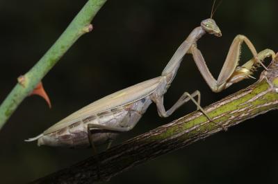 Mante religieuse Mantis religiosa (Linnaeus, 1758)