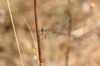 Leste sauvage Lestes barbarus (Fabricius, 1798)