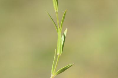 Stellaire graminée Stellaria graminea L., 1753