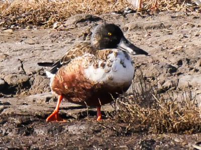 Canard souchet Spatula clypeata (Linnaeus, 1758)