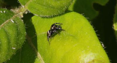  Heliophanus aeneus (Hahn, 1832)