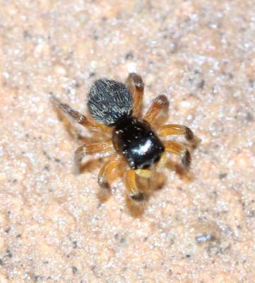  Salticidae Blackwall, 1841