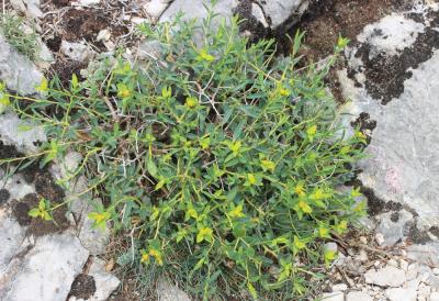 Euphorbe épineuse Euphorbia spinosa L., 1753