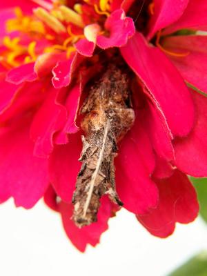  Psychidae Boisduval, 1828