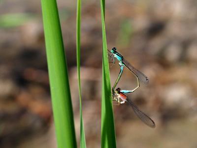 Agrion élégant Ischnura elegans (Vander Linden, 1820)