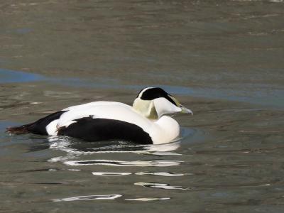 Eider à duvet Somateria mollissima (Linnaeus, 1758)