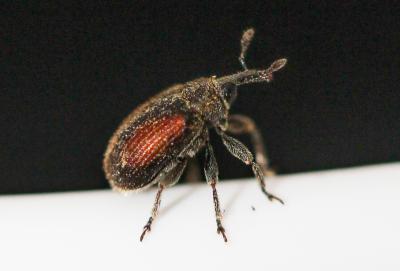  Rhinusa bipustulata (Rossi, 1792)