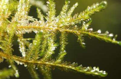  Alleniella complanata (Hedw.) S.Olsson, Enroth & D.Quandt, 2011