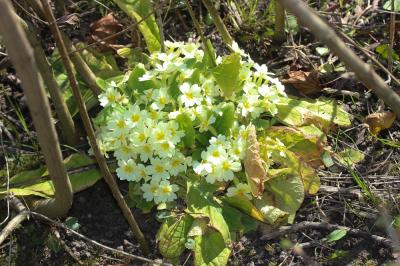 Primevère acaule Primula vulgaris Huds., 1762