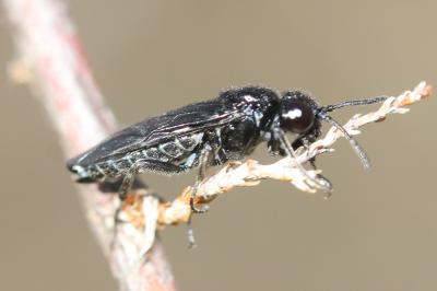  Tenthredinidae Latreille, 1903