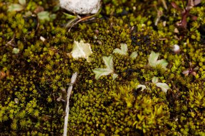  Riccia sorocarpa Bisch., 1835