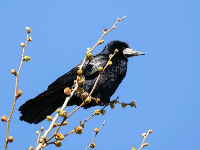 Corbeau freux Corvus frugilegus Linnaeus, 1758