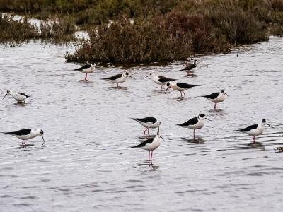 Echasse blanche Himantopus himantopus (Linnaeus, 1758)