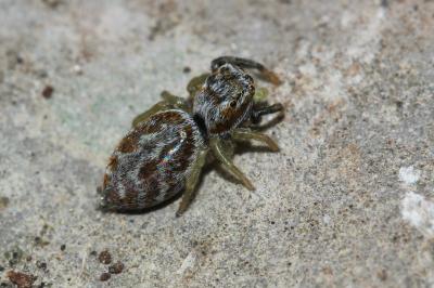  Salticidae Blackwall, 1841