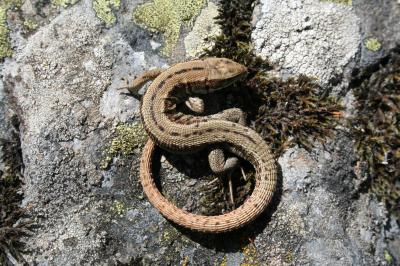 Lézard vivipare Zootoca vivipara (Lichtenstein, 1823)