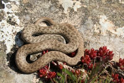 Couleuvre de Montpellier Malpolon monspessulanus (Hermann, 1804)