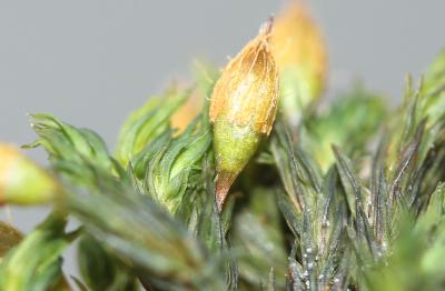  Orthotrichum anomalum Hedw., 1801