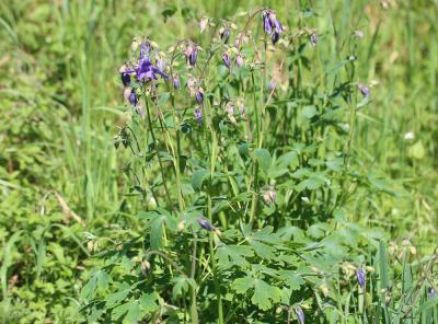 Ancolie vulgaire, Clochette Aquilegia vulgaris L., 1753