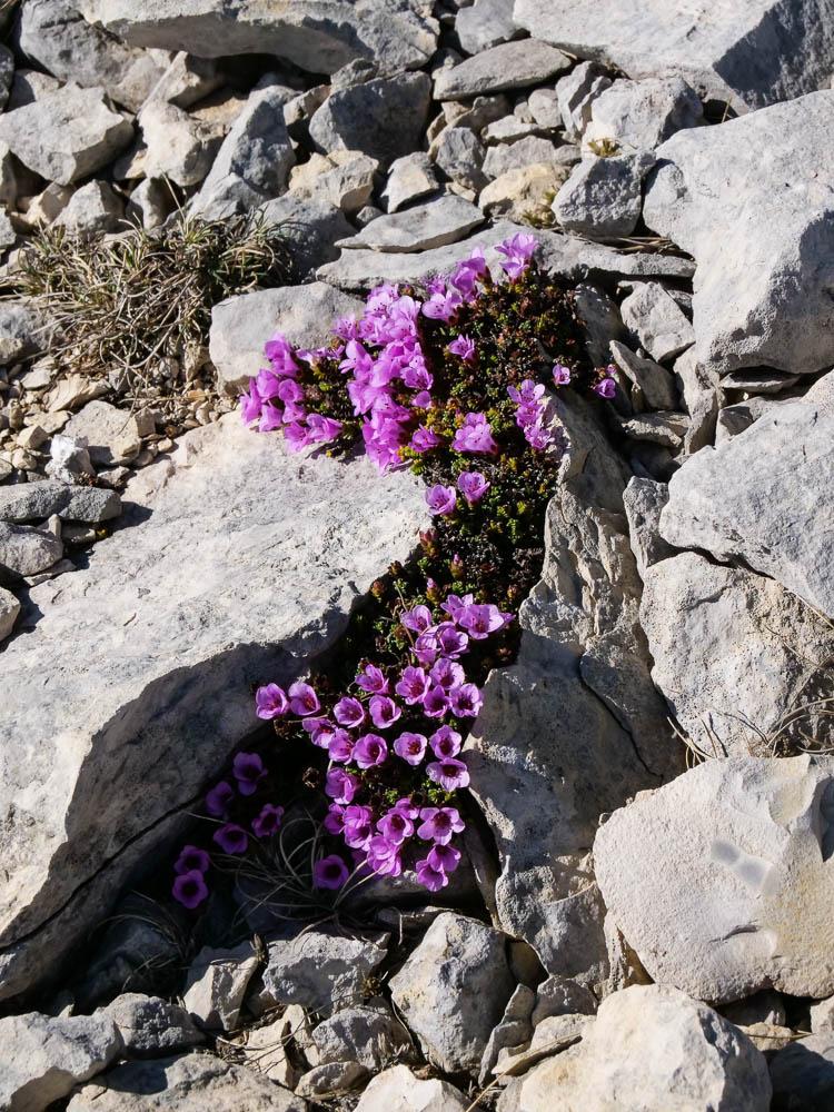 Saxifrage à feuilles opposées, Saxifrage glanduleu Saxifraga oppositifolia L., 1753