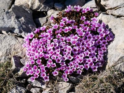 Saxifrage à feuilles opposées, Saxifrage glanduleu Saxifraga oppositifolia L., 1753