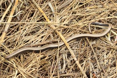 Orvet fragile Anguis fragilis Linnaeus, 1758