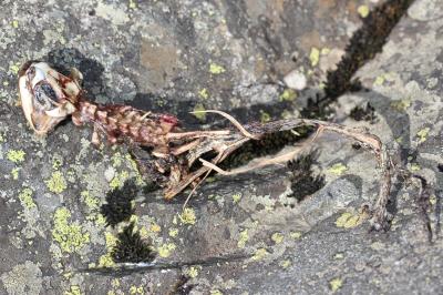 Crapaud commun (Le) Bufo bufo (Linnaeus, 1758)