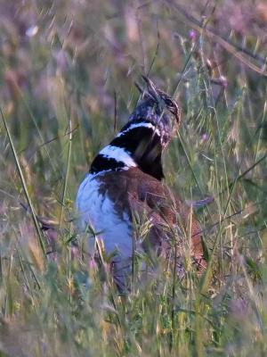 Outarde canepetière Tetrax tetrax (Linnaeus, 1758)