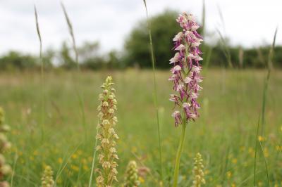  Orchis x bergonii Nanteuil, 1887