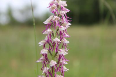  Orchis x bergonii Nanteuil, 1887