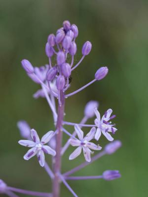 Scille fausse Jacinthe Nectaroscilla hyacinthoides (L.) Parl., 1854