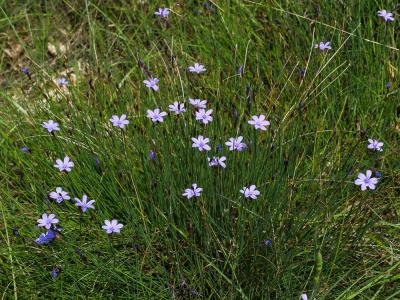 Aphyllanthe de Montpellier, Œillet-bleu-de-Montpel Aphyllanthes monspeliensis L., 1753