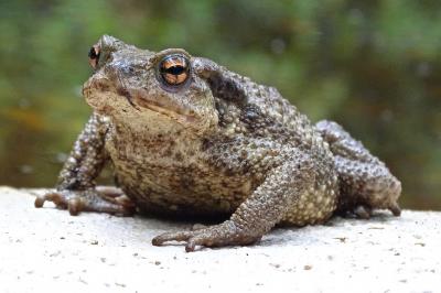 Crapaud commun (Le) Bufo bufo (Linnaeus, 1758)