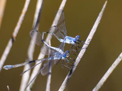 Leste à grands ptérostigmas, Leste à grands stigma Lestes macrostigma (Eversmann, 1836)