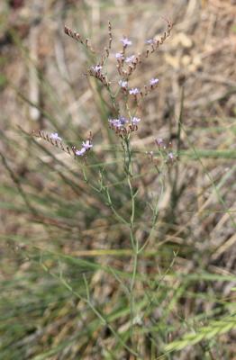 Statice dure, Limonium dur Limonium duriusculum (Girard) Fourr., 1869