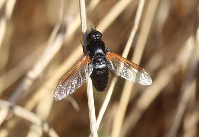  Exoprosopa rutilla (Pallas & Wiedemann, 1818)