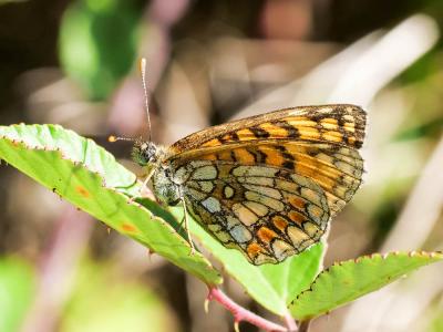 Mélitée du Mélampyre (La), Damier Athalie (Le) Melitaea athalia (Rottemburg, 1775)