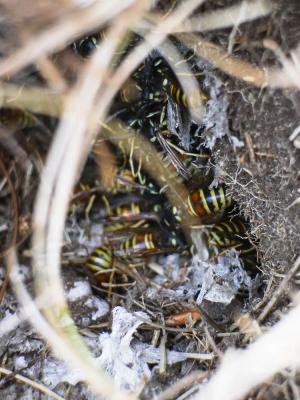 Guêpe rousse Vespula rufa (Linnaeus, 1758)