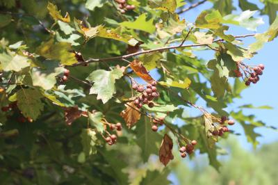 Alisier des bois, Alisier torminal, Alouchier Sorbus torminalis (L.) Crantz, 1763