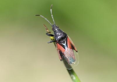  Oxycarenus lavaterae (Fabricius, 1787)