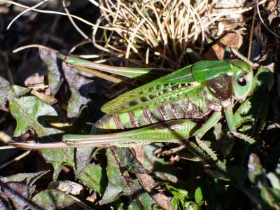 Dectique verrucivore, Sauterelle à sabre, Sauterel Decticus verrucivorus (Linnaeus, 1758)