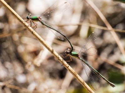 Leste vert Chalcolestes viridis (Vander Linden, 1825)