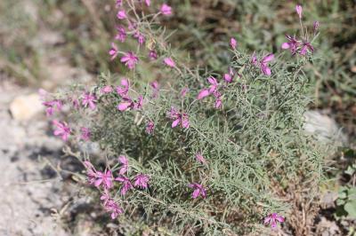 Épilobe à feuilles de romarin, Épilobe Romarin Epilobium dodonaei Vill., 1779