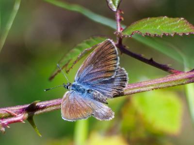 Azuré tyrrhénien (L'), Azuré du genêt corse (L'),  Plebejus bellieri (Oberthür, 1910)