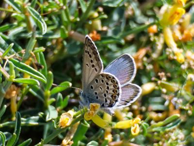 Azuré tyrrhénien (L'), Azuré du genêt corse (L'),  Plebejus bellieri (Oberthür, 1910)