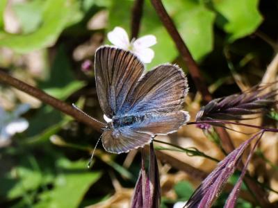 Azuré tyrrhénien (L'), Azuré du genêt corse (L'),  Plebejus bellieri (Oberthür, 1910)