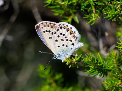 Azuré tyrrhénien (L'), Azuré du genêt corse (L'),  Plebejus bellieri (Oberthür, 1910)